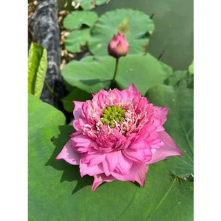 Sen Vạn Thọ Hồng_ Củ Sen Giống