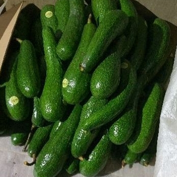 Bơ 034 Lâm Đồng - Đặc sản chất lượng cao từ vùng đất Tây Nguyên