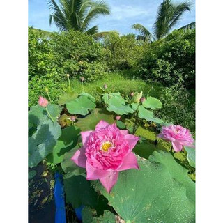 Sen Vạn Thọ Hồng_ Củ Sen Giống