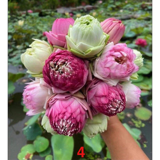 Sen quan âm 3 màu_ củ sen giống