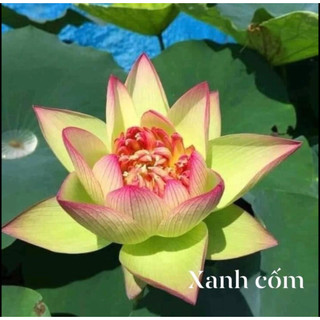 hạt Củ Giống Sen Xanh Cốm- Củ sen giống