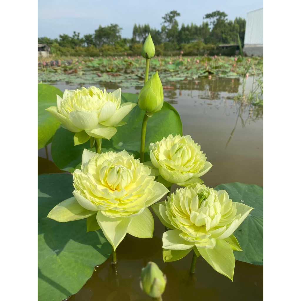 Sen Táo Vàng_ Củ Sen giống