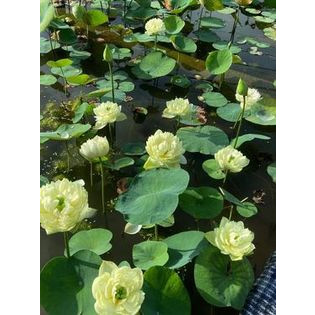 hạt Củ Giống Sen Táo Vàng_ Củ sen giống