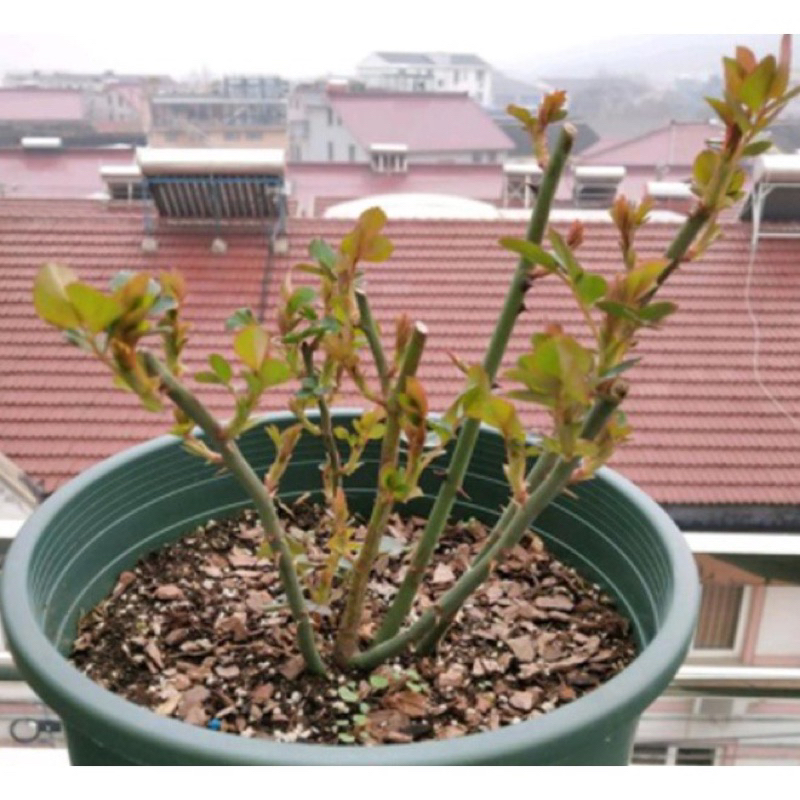 Gói 10 viên ViTAMIN BUVIPLANT siêu dinh dưỡng cho hoa , cây ăn quả