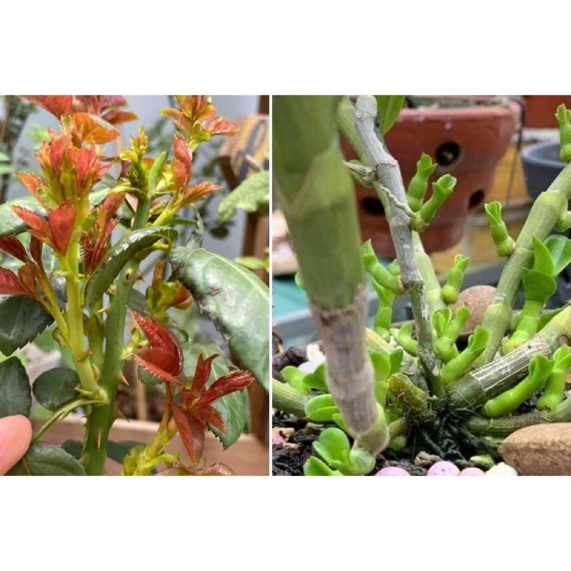 Gói 10 viên ViTAMIN BUVIPLANT siêu dinh dưỡng cho hoa , cây ăn quả