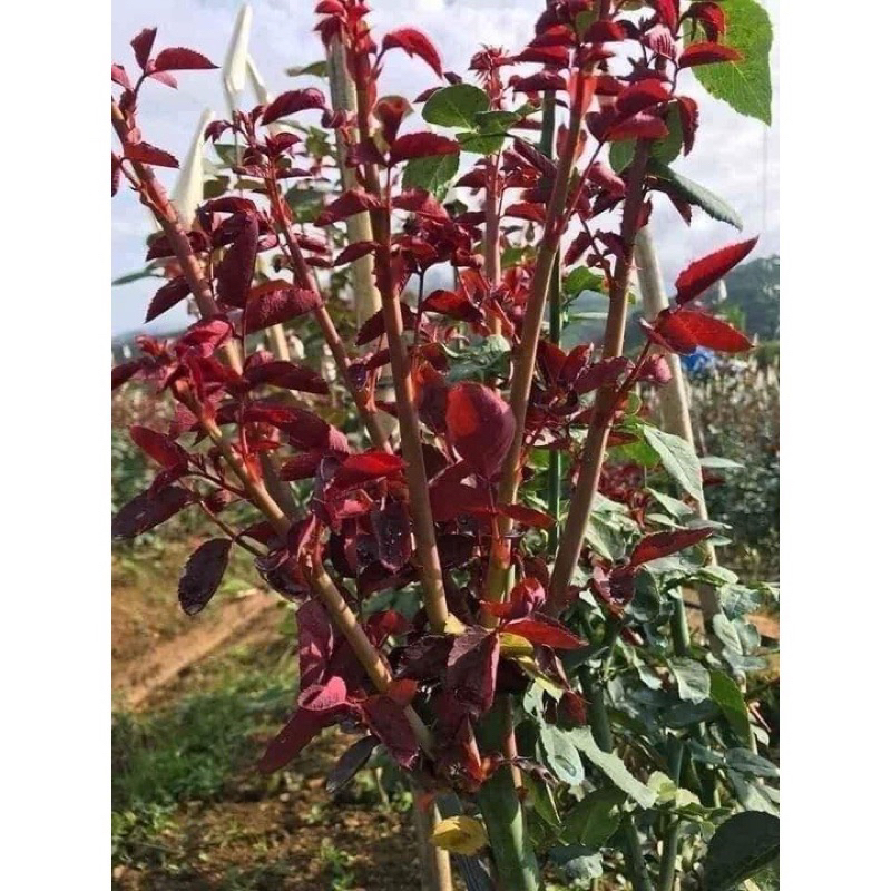 Gói 10 viên ViTAMIN BUVIPLANT siêu dinh dưỡng cho hoa , cây ăn quả