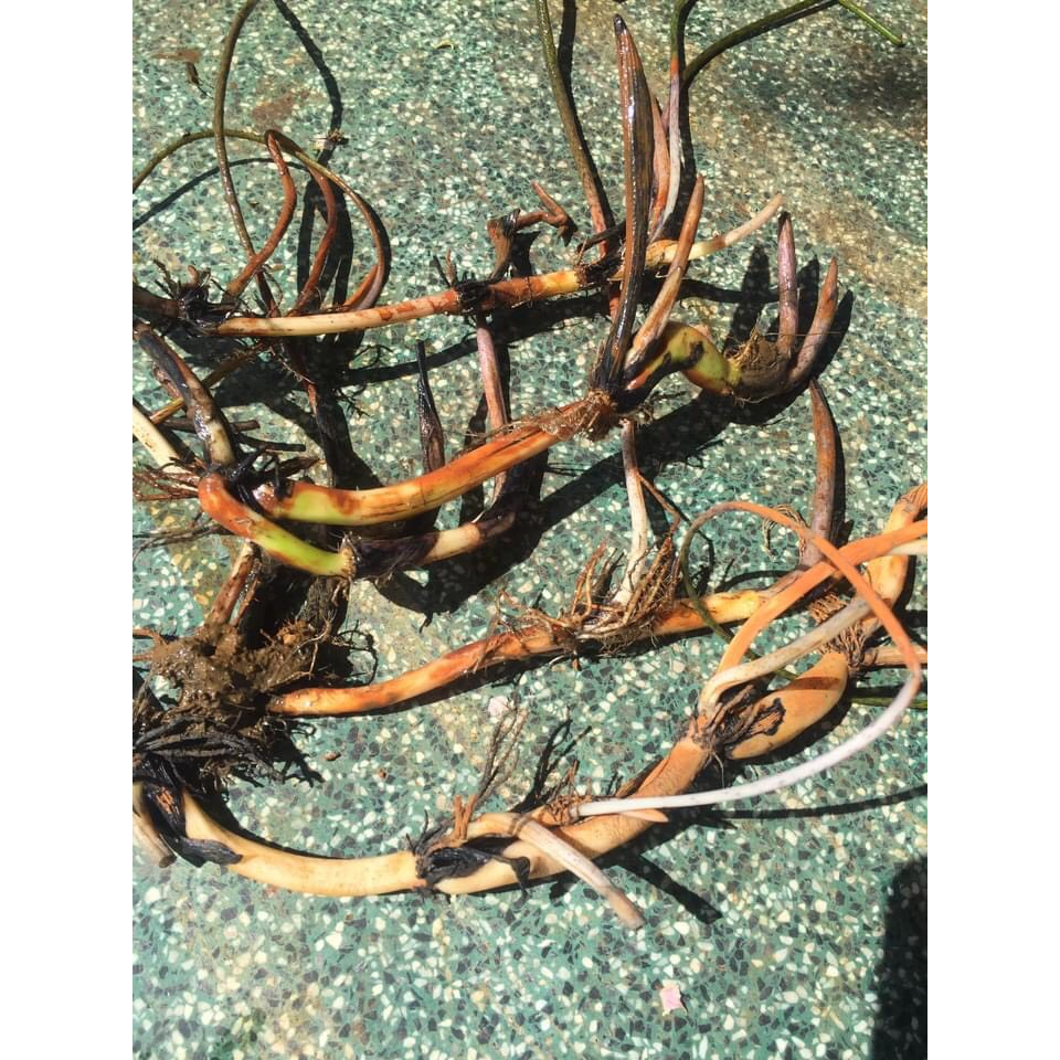 Sen Táo Vàng_ Củ Sen giống