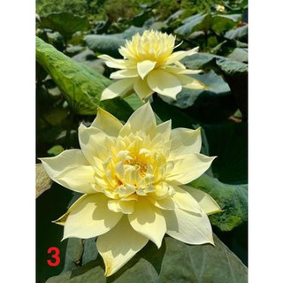 Sen thái autumn_ củ sen giống