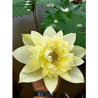 Sen Thái Autumn_ Củ Sen Giống