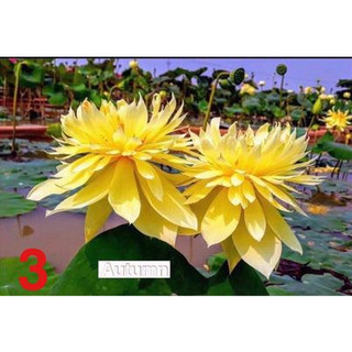 Sen Thái Autumn_ Củ Sen Giống