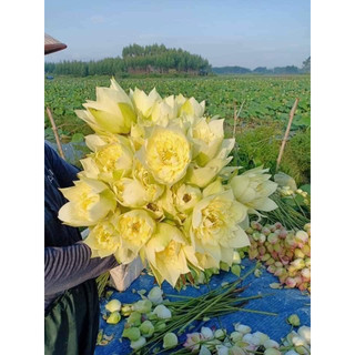 Sen Thái Autumn_ Củ Sen Giống