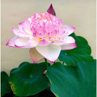 Sen super lotus_ củ sen giống