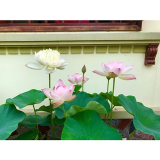 Hoa Sen Super Lotus