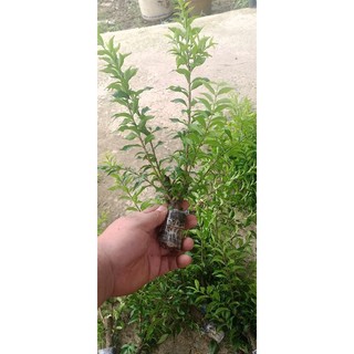 Cành chiếc mai chiếu thuỷ goi 10 cây