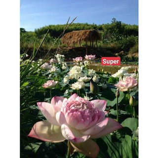 Hoa Sen Super Lotus