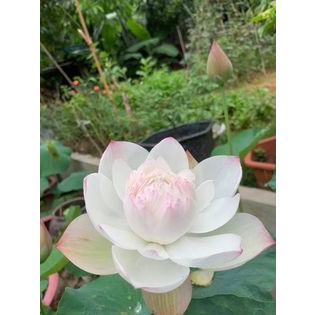 Hoa Sen Super Lotus