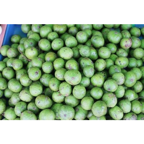 SẤU TƯƠI ĐẦU MÙA HÀ NỘI 1KG