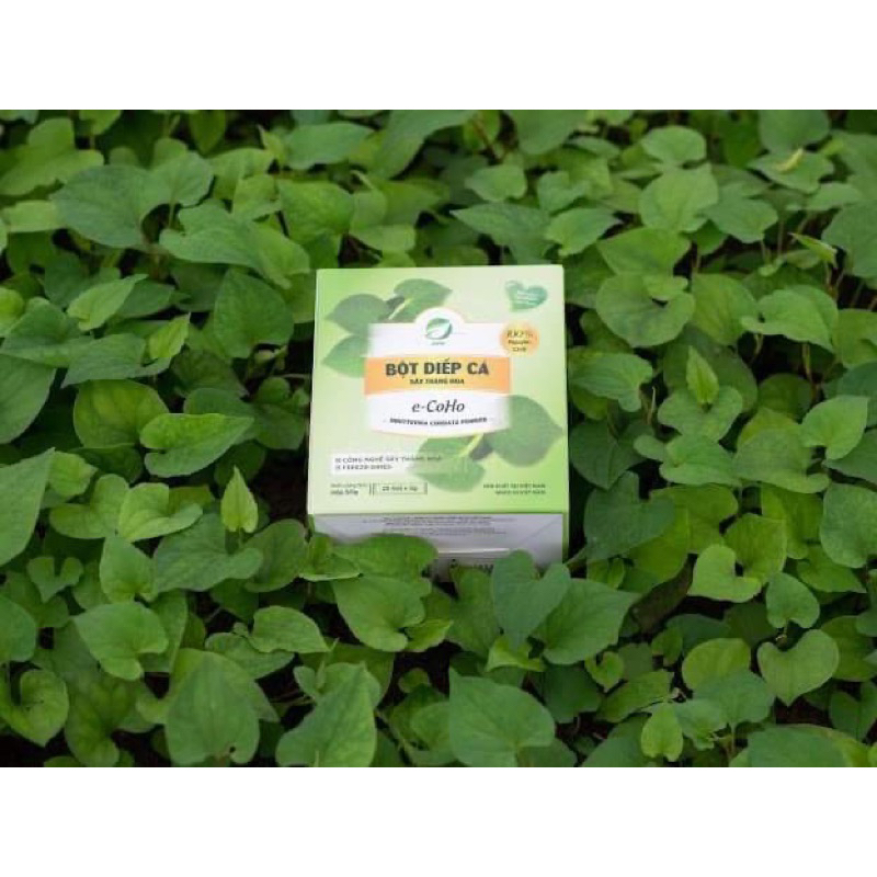 BỘT DIẾP CÁ NGUYÊN CHẤT Sấy thăng hoa EHERBAL
