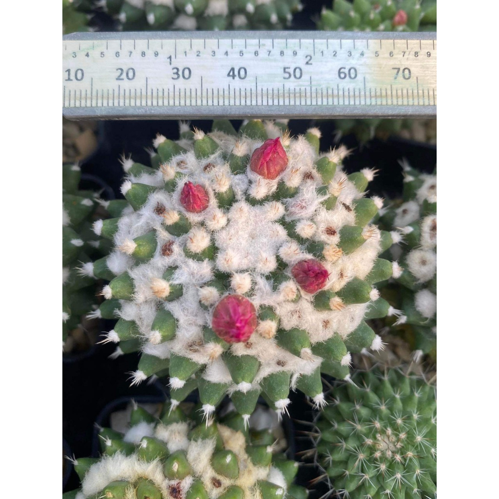 Xương rồng Mami sầu riêng không gai 6-7cm.Hàng gieo hạt .Cây trưởng thành hình cuối.