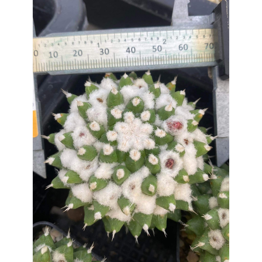 Xương rồng Mami sầu riêng không gai 6-7cm.Hàng gieo hạt .Cây trưởng thành hình cuối.