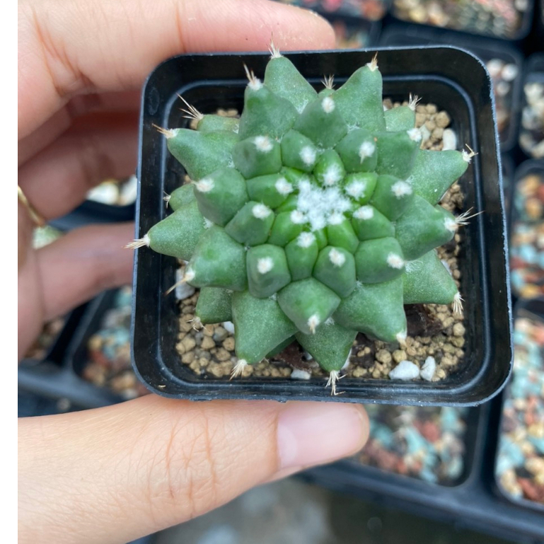 Xương rồng Mami sầu riêng không gai 6-7cm.Hàng gieo hạt .Cây trưởng thành hình cuối.