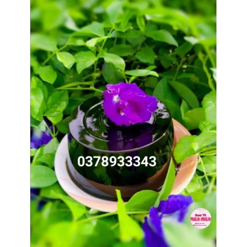 Combo 5kg bột thạch đen