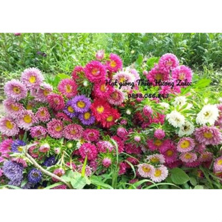 Hạt Giống Cúc Đài Loan Cúc Magic Đà Lạt ( Cúc Thúy )-Nảy Mầm Trên 95%. Nãy mầm tốt , chuẩn mặt hoa