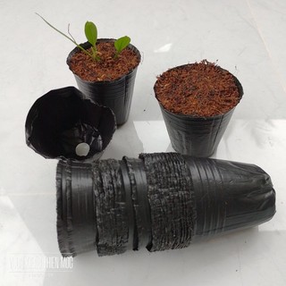 50 cái bầu ươm cây 8x8