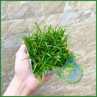 Cây cỏ đỏ | cỏ nền | cây thủy sinh | dễ chơi