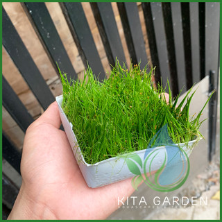 Ngưu mao chiên lùn - Cây thủy sinh trải nền - khay 1 tấc