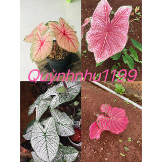 Củ môn các loại