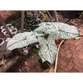 củ môn các loại( khách lưu ý size của củ)( củ môn thái thường sẽ khá bé)không đặt được đơn nt shop nhé!