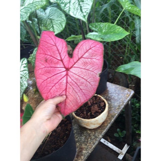 củ môn các loại( khách lưu ý size của củ)( củ môn thái thường sẽ khá bé)không đặt được đơn nt shop nhé!