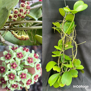 Chậu hoa Cẩm cù Hoya kerrii thân leo chậu lớn như hình, rất siêng hoa