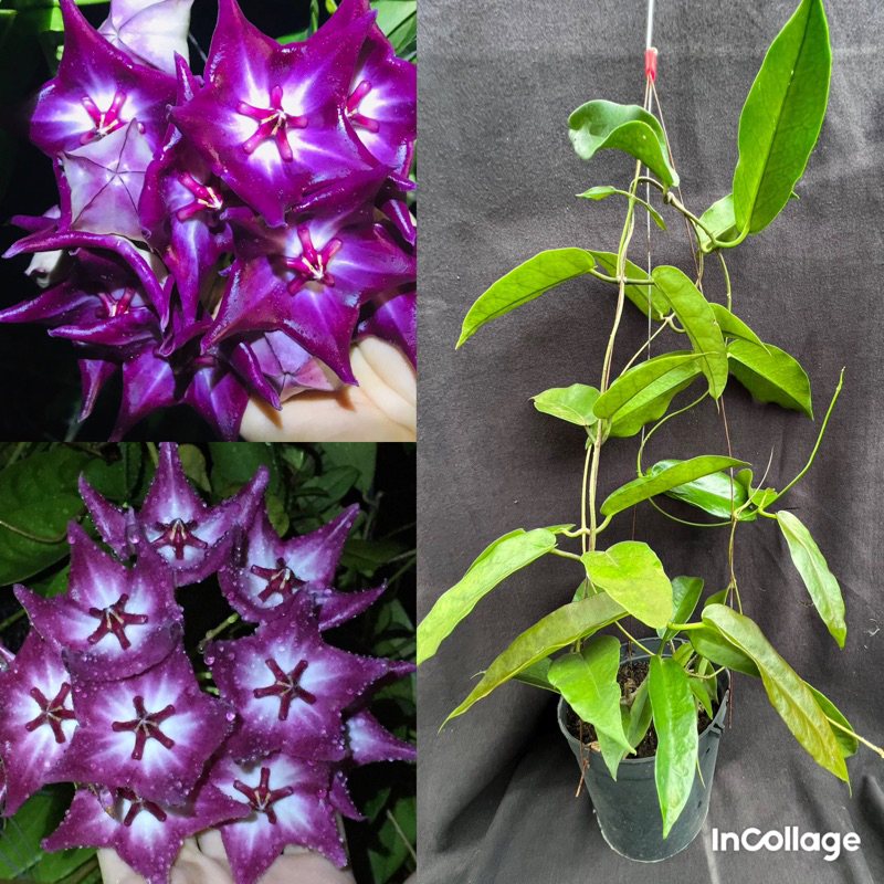 Hoa Cẩm cù - Hoya Macgillvraayi dark thân leo, hoa rất đẹp, phát triển nhanh, ít chăm sóc
