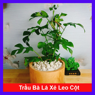 Cây Trầu Bà Lá Xẻ Leo Cột - monstera mini - cây cảnh trong nhà