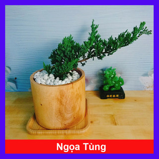 Cây Tùng Xà - cây ngọa tùng - cây cảnh để bàn