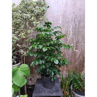 Cây hạnh phúc cao 60-70cm