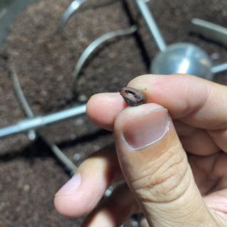 1KG cà phê bột Robusta hạt chín