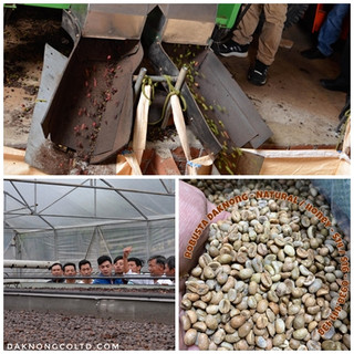 1KG cà phê bột Robusta hạt chín