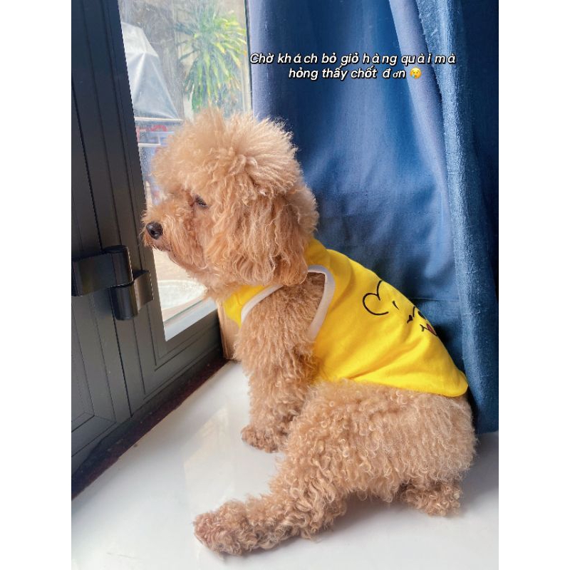 Áo gấu pool cho chó mèo, áo ba lỗ, áo cotton cho thú cưng