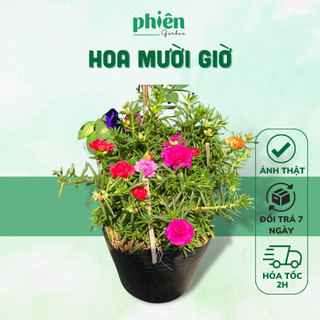 Hoa mười giờ - cây mười giờ nhiều màu sân vườn