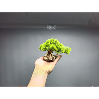 Cây Bonsai làm thủ công dùng trang trí bể thủy sinh