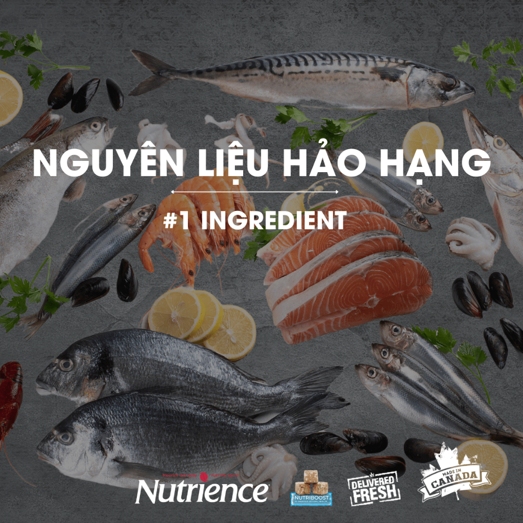 Thức Ăn Hạt Cho Chó Nutrience Subzero Grain-free - gà tây, cá hồi, cá trích, cá tuyết và rau củ trái cây tự nhiên 2.27kg