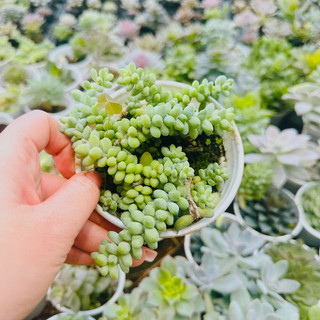Sen đá chuỗi ngọc size trung xuất vườn đà Lạt