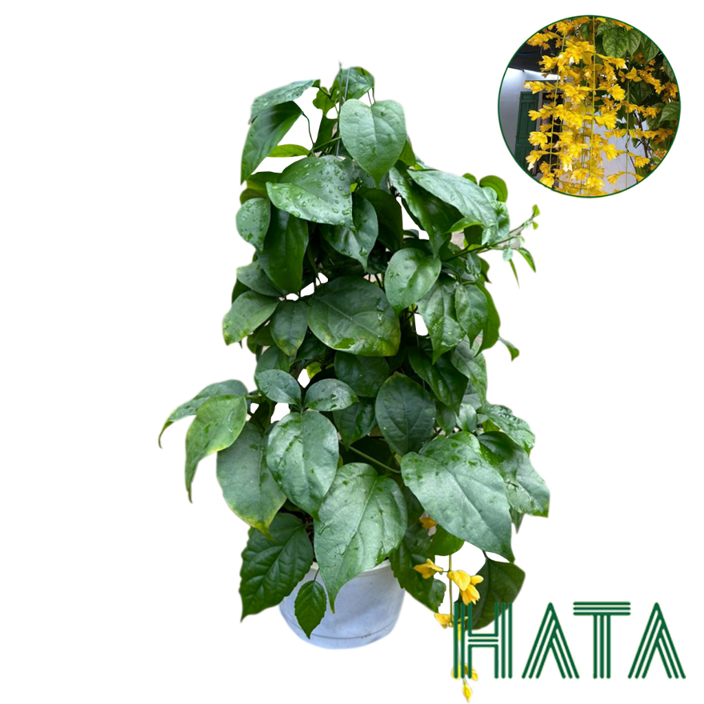 LAN HOÀNG DƯƠNG, cây cảnh phong thủy thu hút tài lộc cho gia chủ. Hatagarden