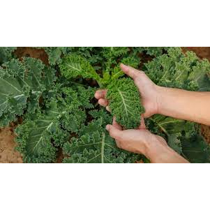 Hạt Giống cải xoăn Kale dễ trồng TOTT's fertilizer