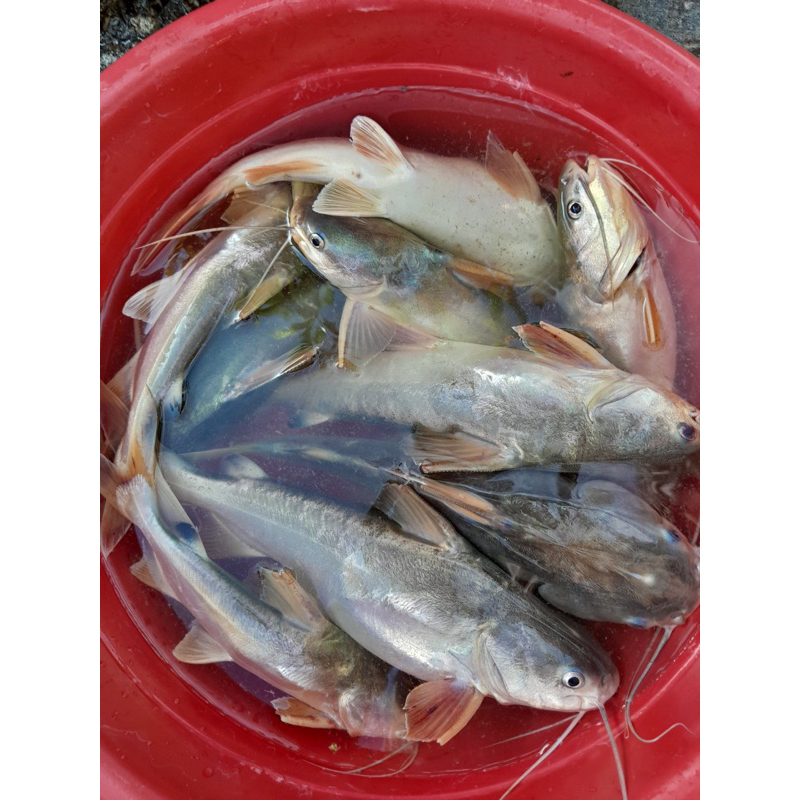 MỒI CÂU CÁ LĂNG HỦ 500gr