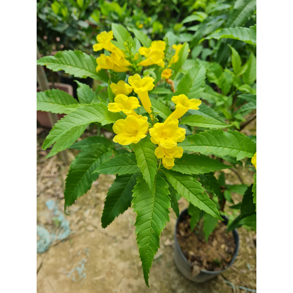 Cây Chuông Vàng như Hình