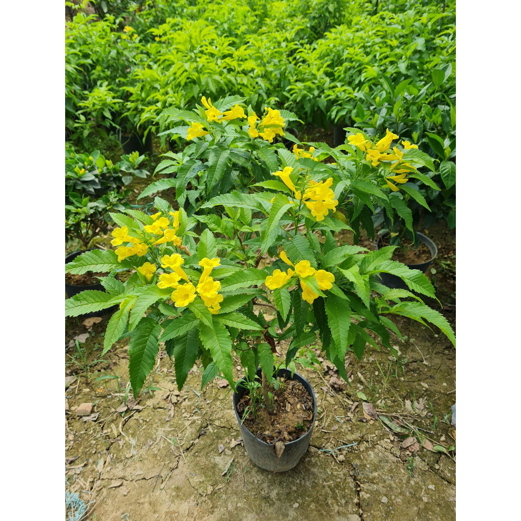 Cây Chuông Vàng như Hình